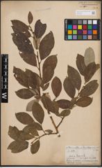 Foto von Salix caprea L.